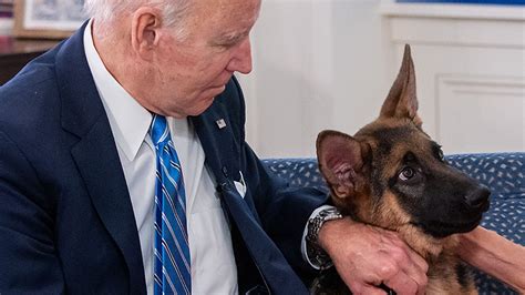 Commander, el perro de Biden, ha estado involucrado en más incidentes de mordeduras en la Casa Blanca de los reportados anteriormente